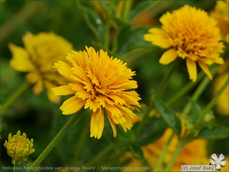 Heliopsis helianthoides var. scabra 'Asahi' - Słoneczniczek szorstki 'Asahi'