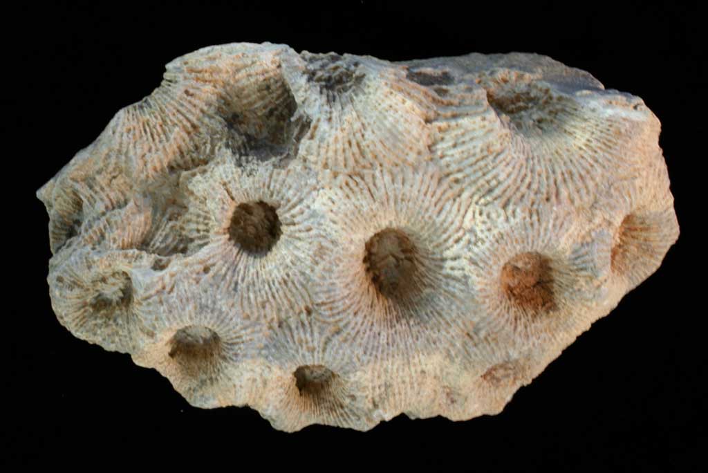 Louisville Fossils and Beyond Heliophyllum ingens Coral