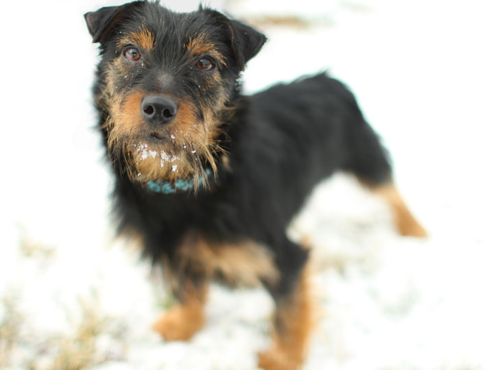 Meeka - Yorkshire Terr...