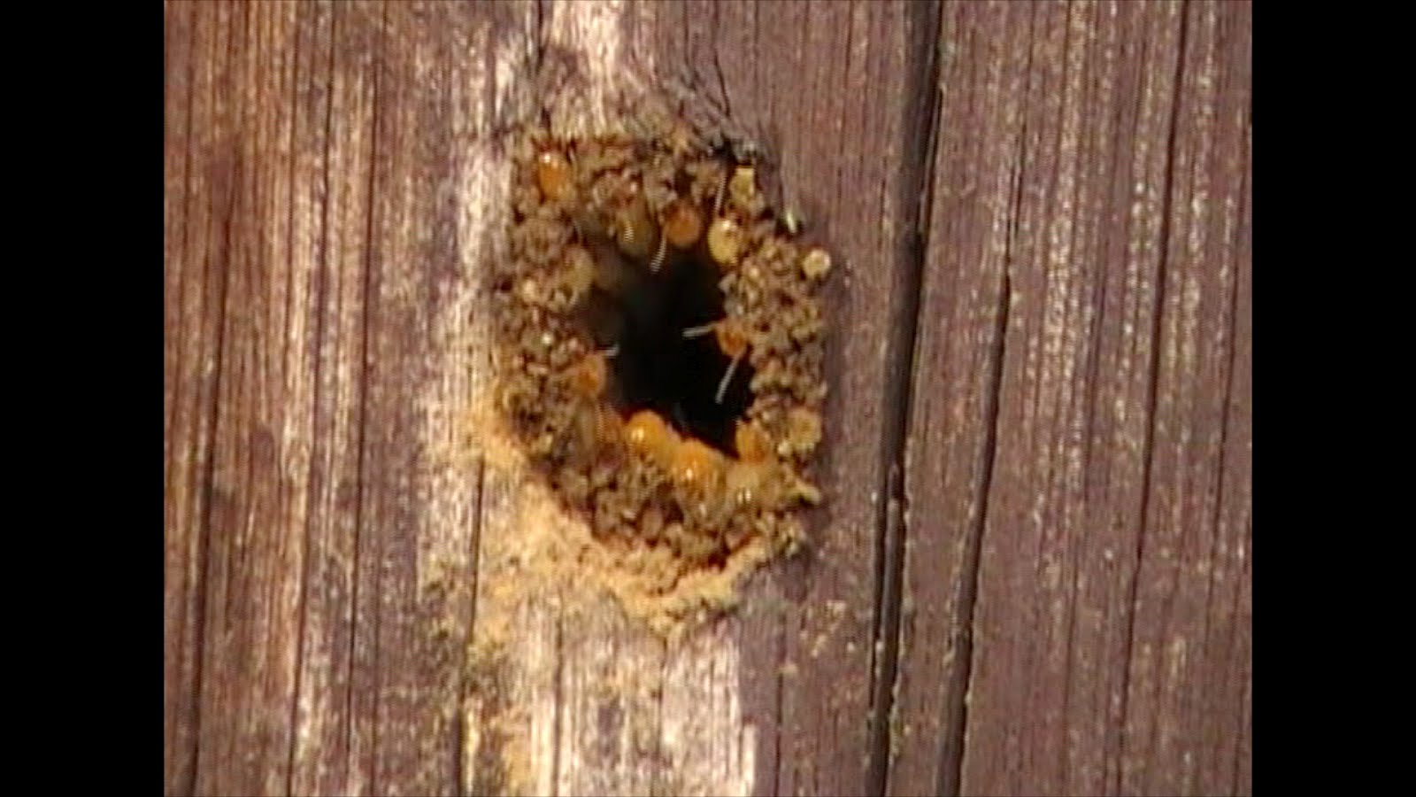 Termite control information Termites can and often do nest in Trees