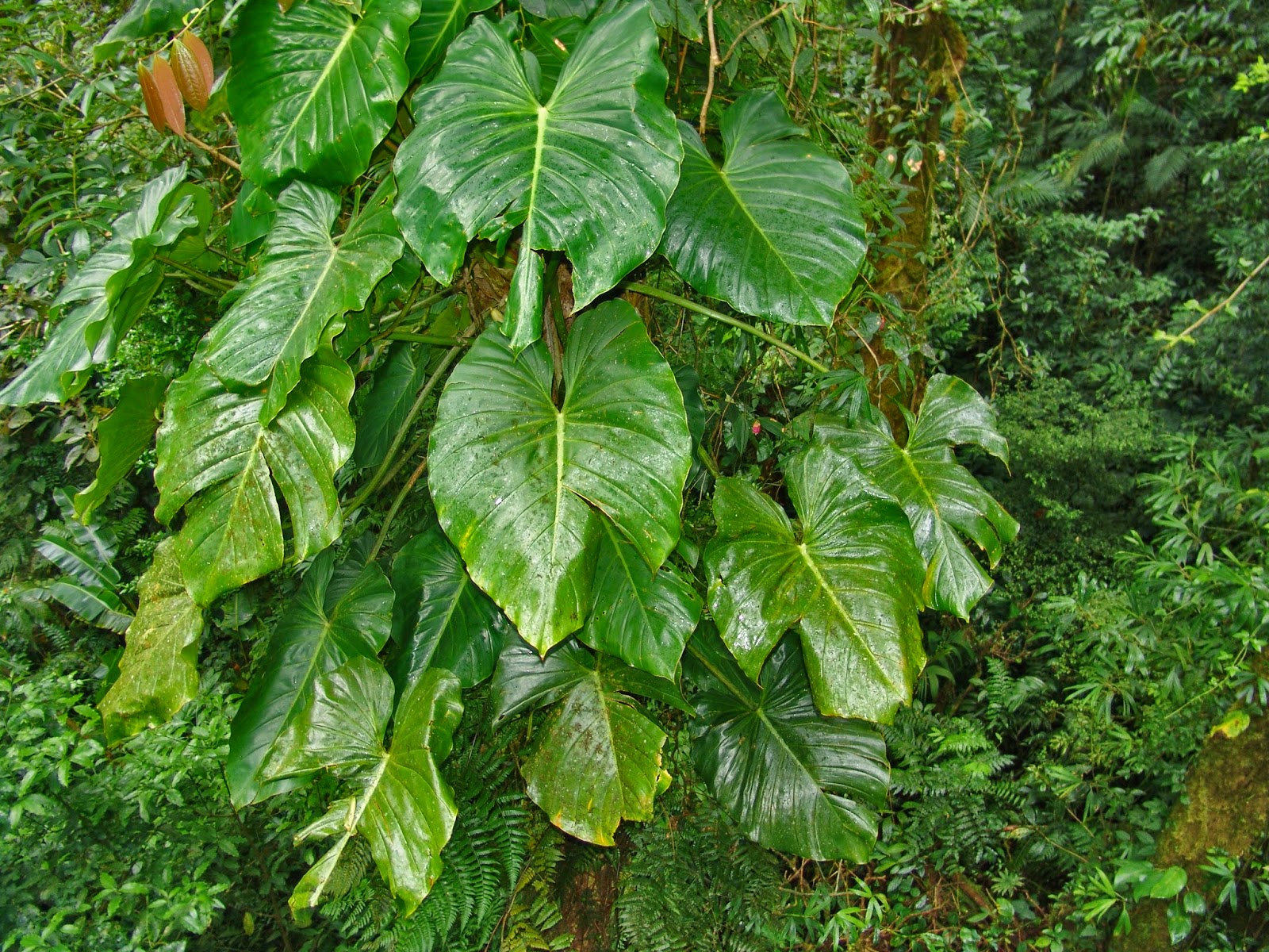 Tropischer Regenwald in Costa Rica Regenwald