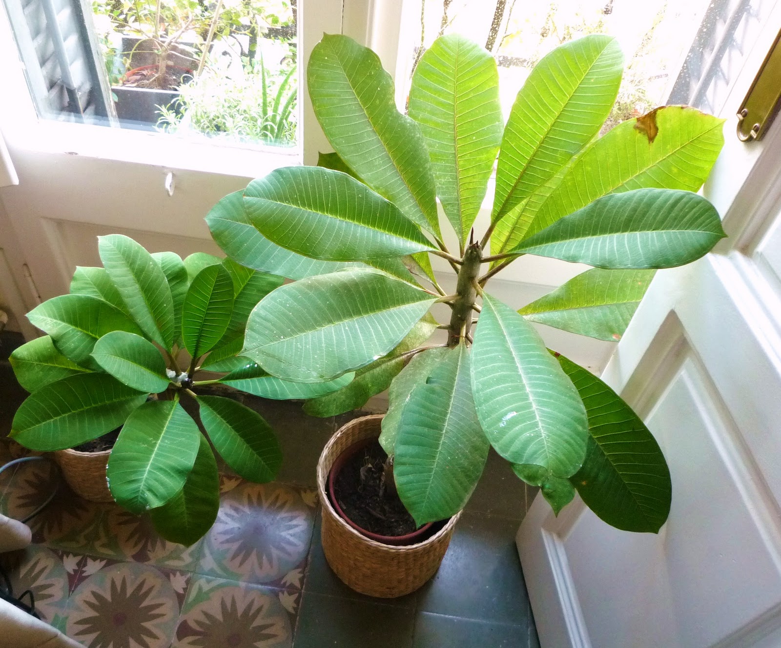 garden at heart Winter shelter for Plumerias