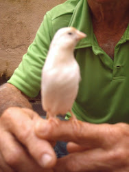 Canária Branca, muito mancinha!