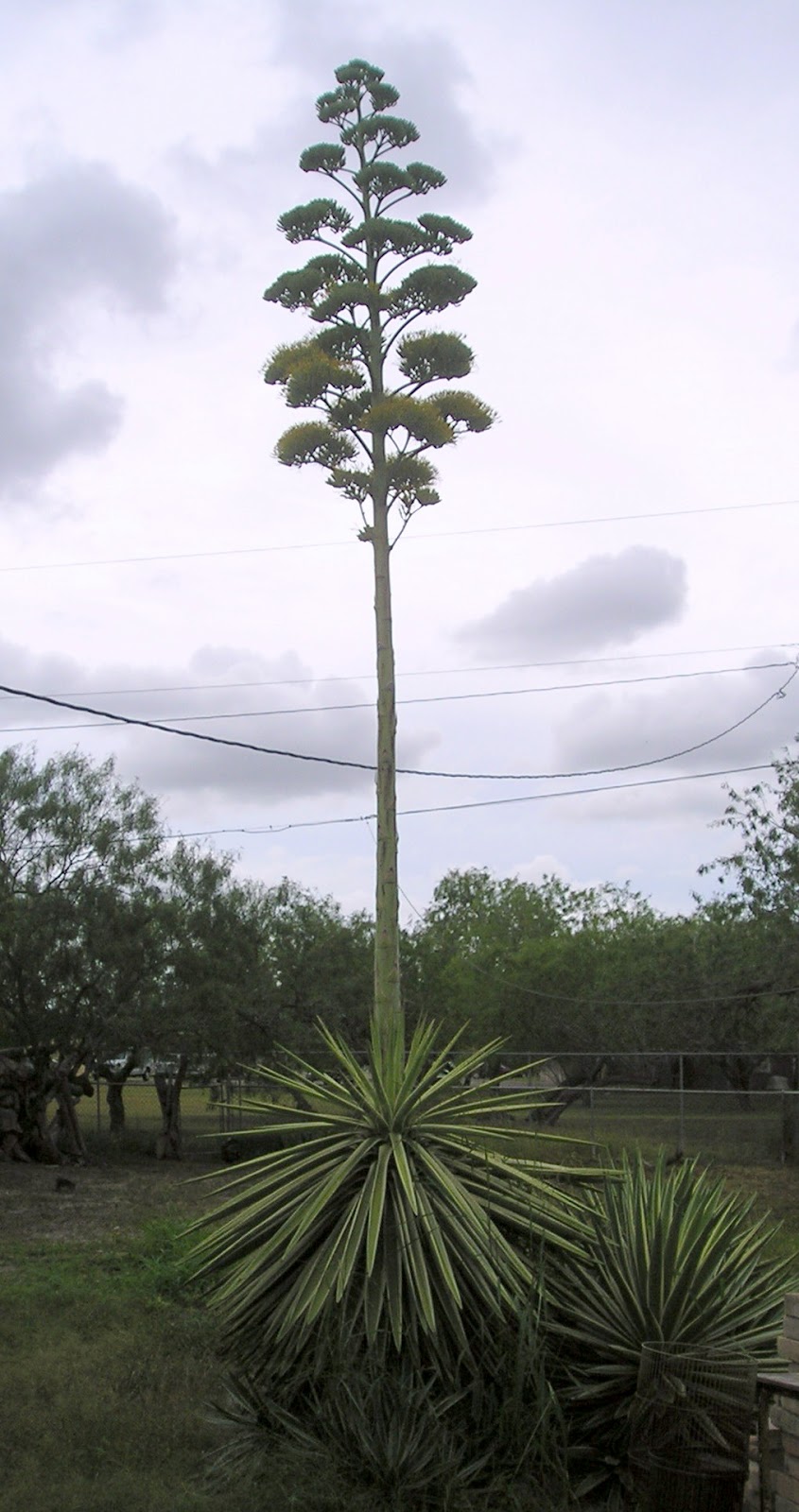 EL RRUN RRUN A REAL CENTURY PLANT, OR A FLOWERING SPANISH DAGGER?