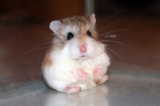 Fluffy Hamsters - Daily Blog Fluffy Hamsters - Daily Blog