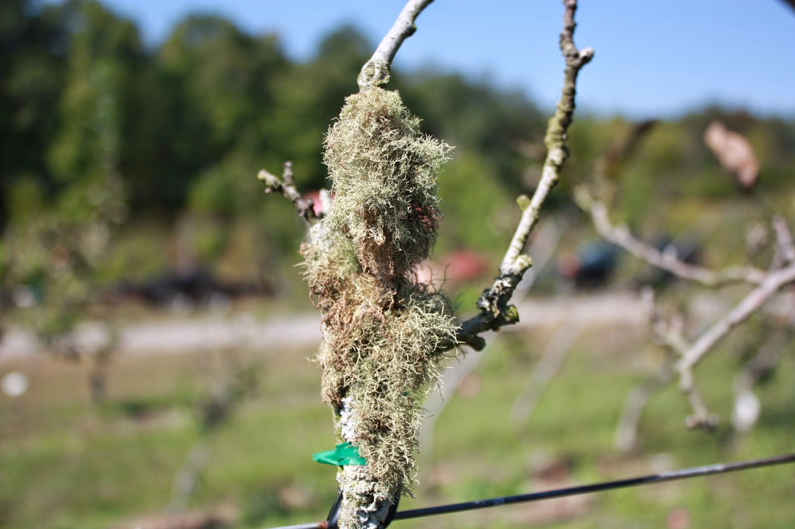 Chow and Chatter Southern Heritage Apple Orchard