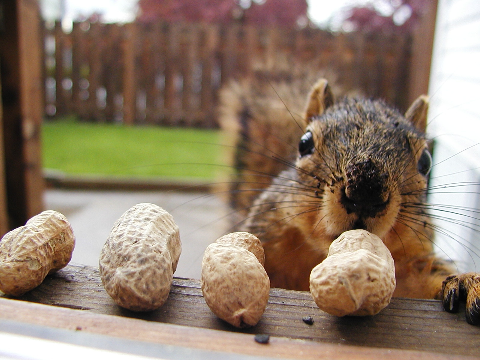 nuts and squirrels