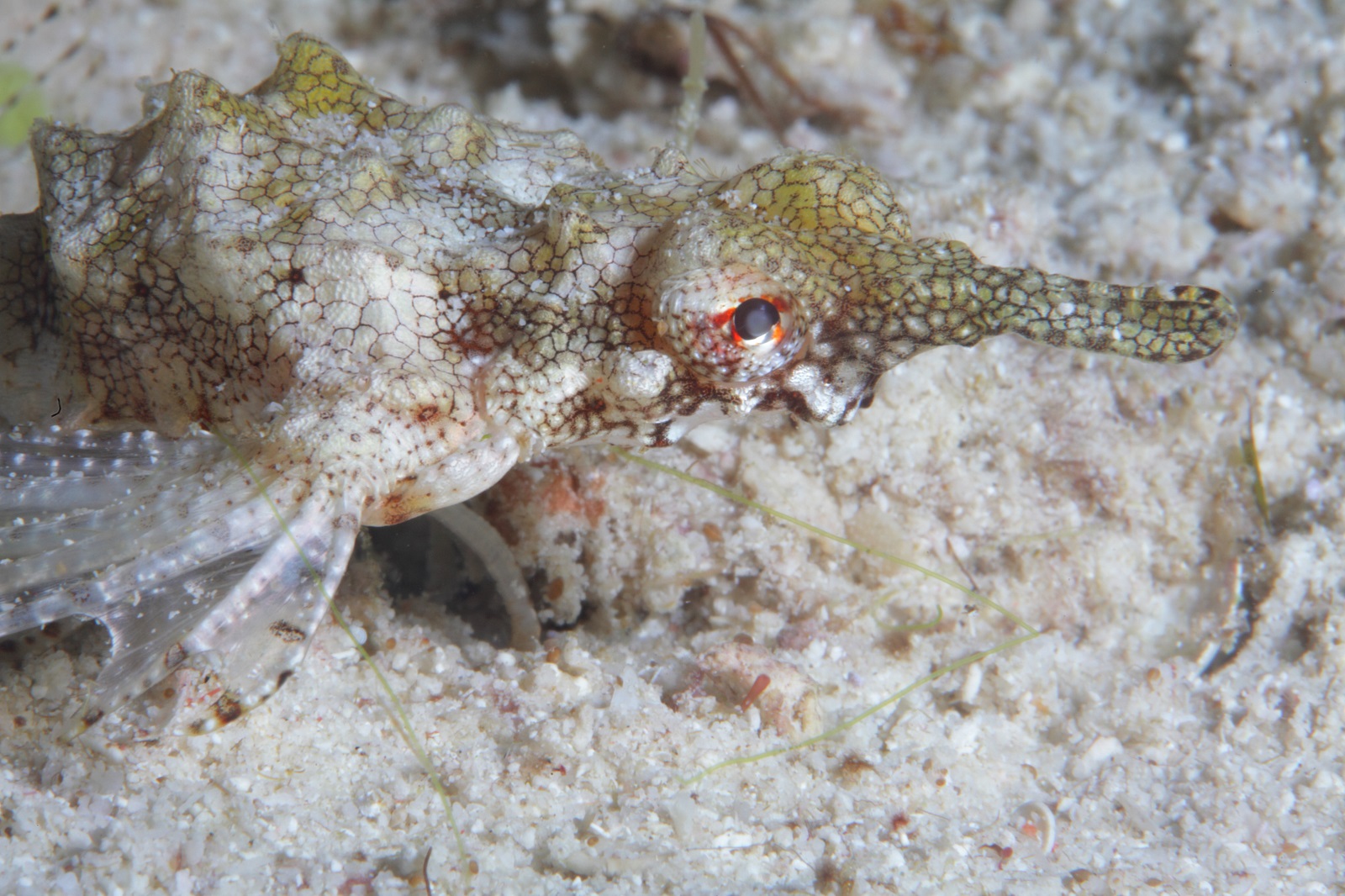 Real Monstrosities December 2013