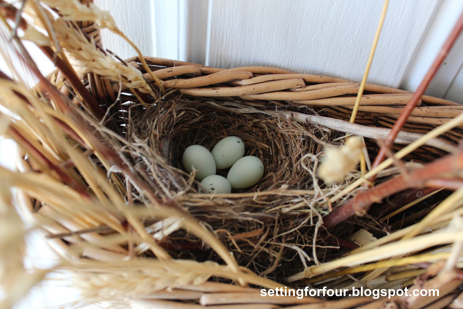 Our Finch Eggs Have Hatched! Setting for Four