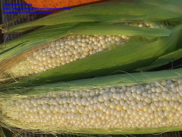 White Corn