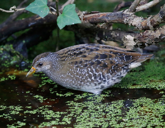 Spotted Crake