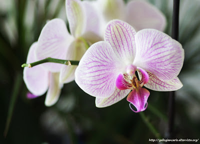 orchidea_phalaenopsis