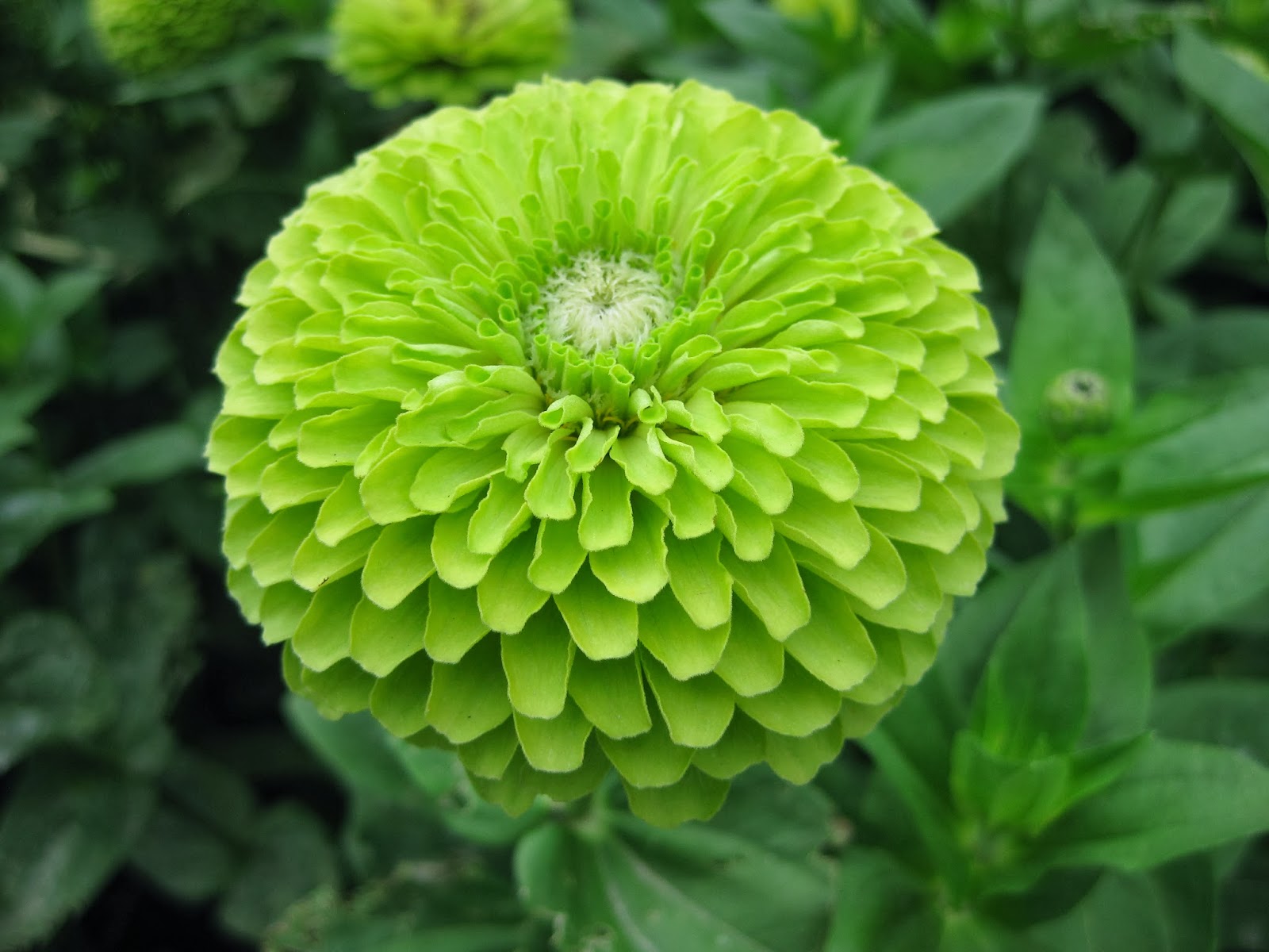 Rotary Botanical Gardens Hort Blog Consider A &quot;Seasonal