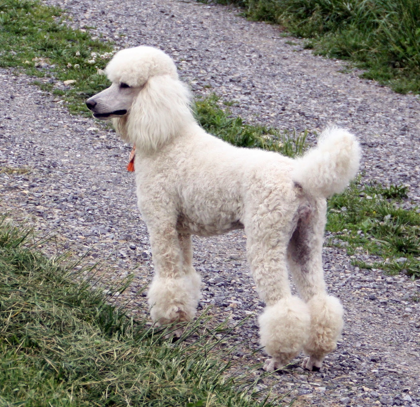 Hypoallergenic dog breeds LUV My dogs