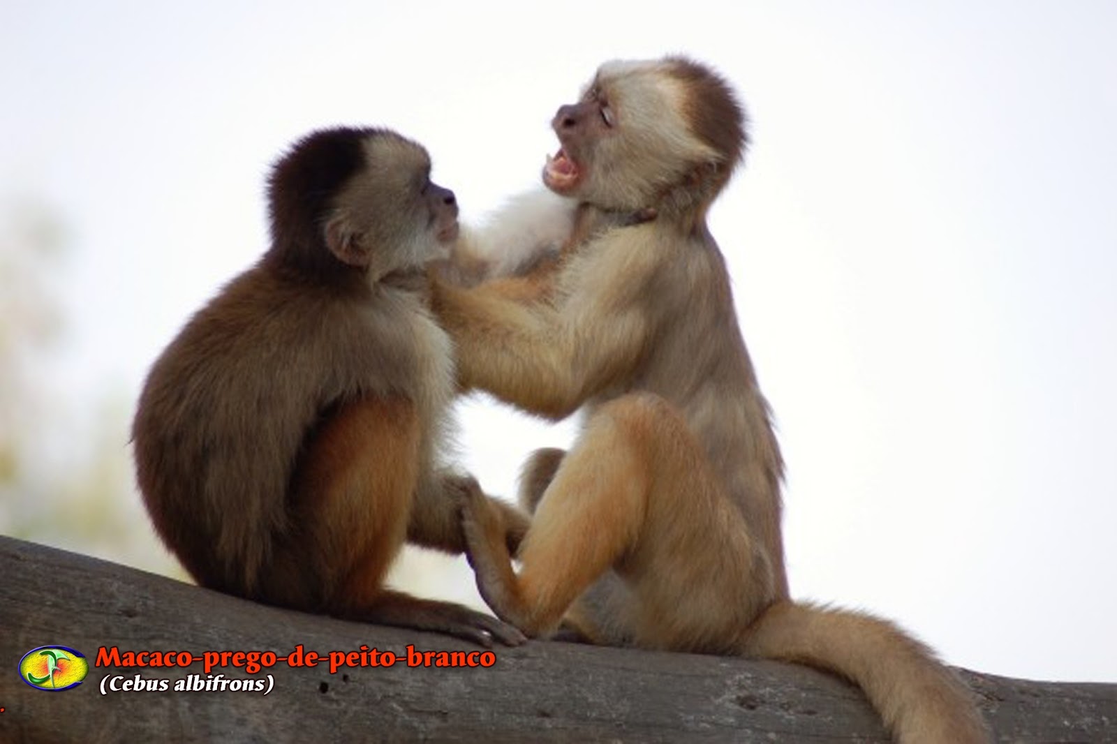 Mamíferos: Macaco-prego-de-peito-branco (Cebus albifrons)