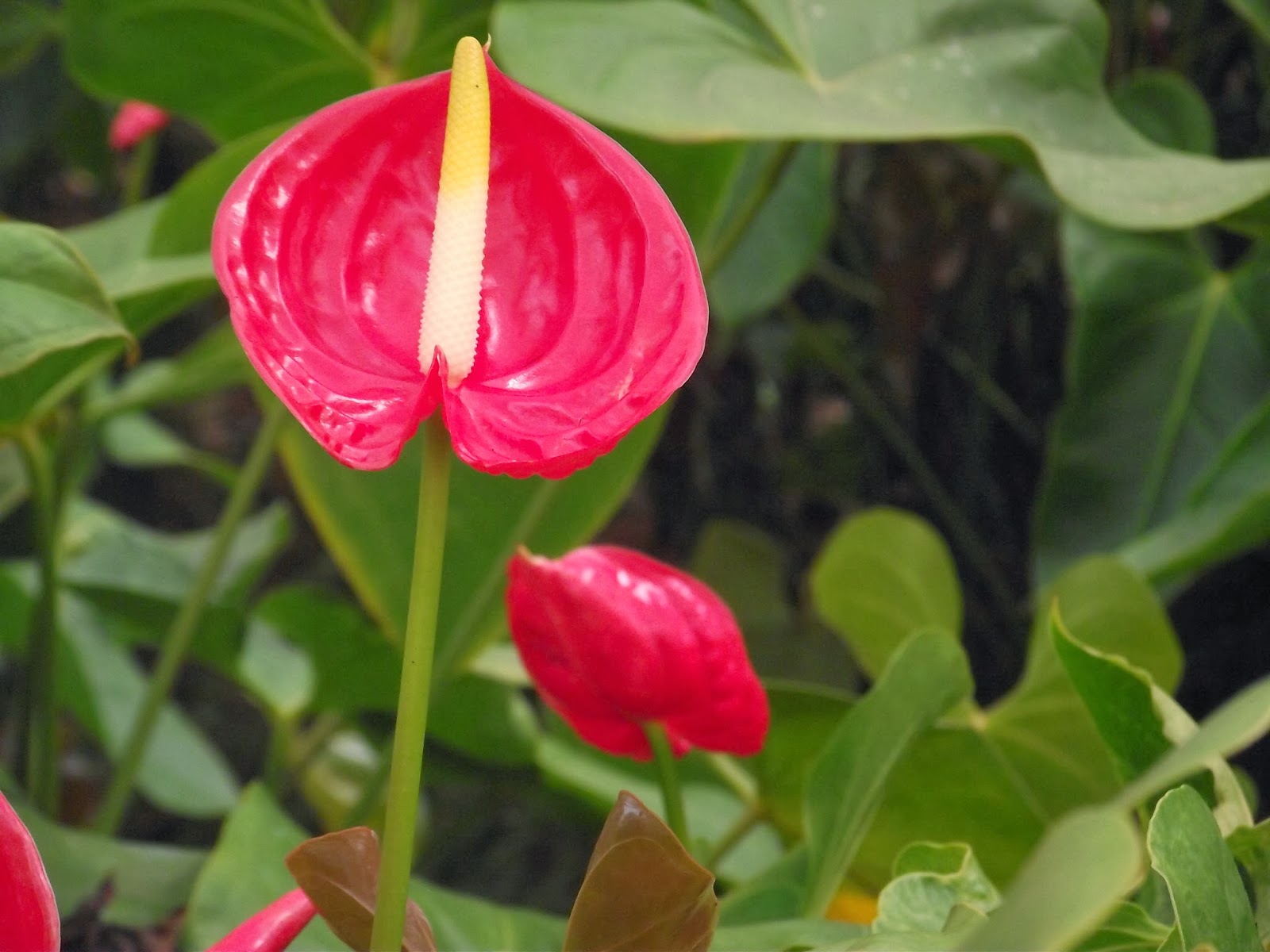 Ramvaidyblog ANTHURIUM A FLOWER FOR WASE PAR EXCELLENCE