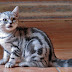 Silver Classic Tabby British Shorthair Kitten