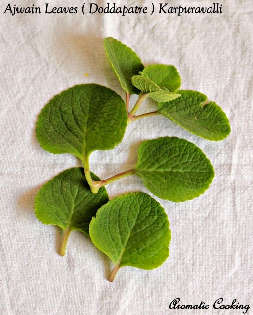 Aromatic Cooking Ajwain Leaves ( Doddapatre ) Tambli (Tambuli