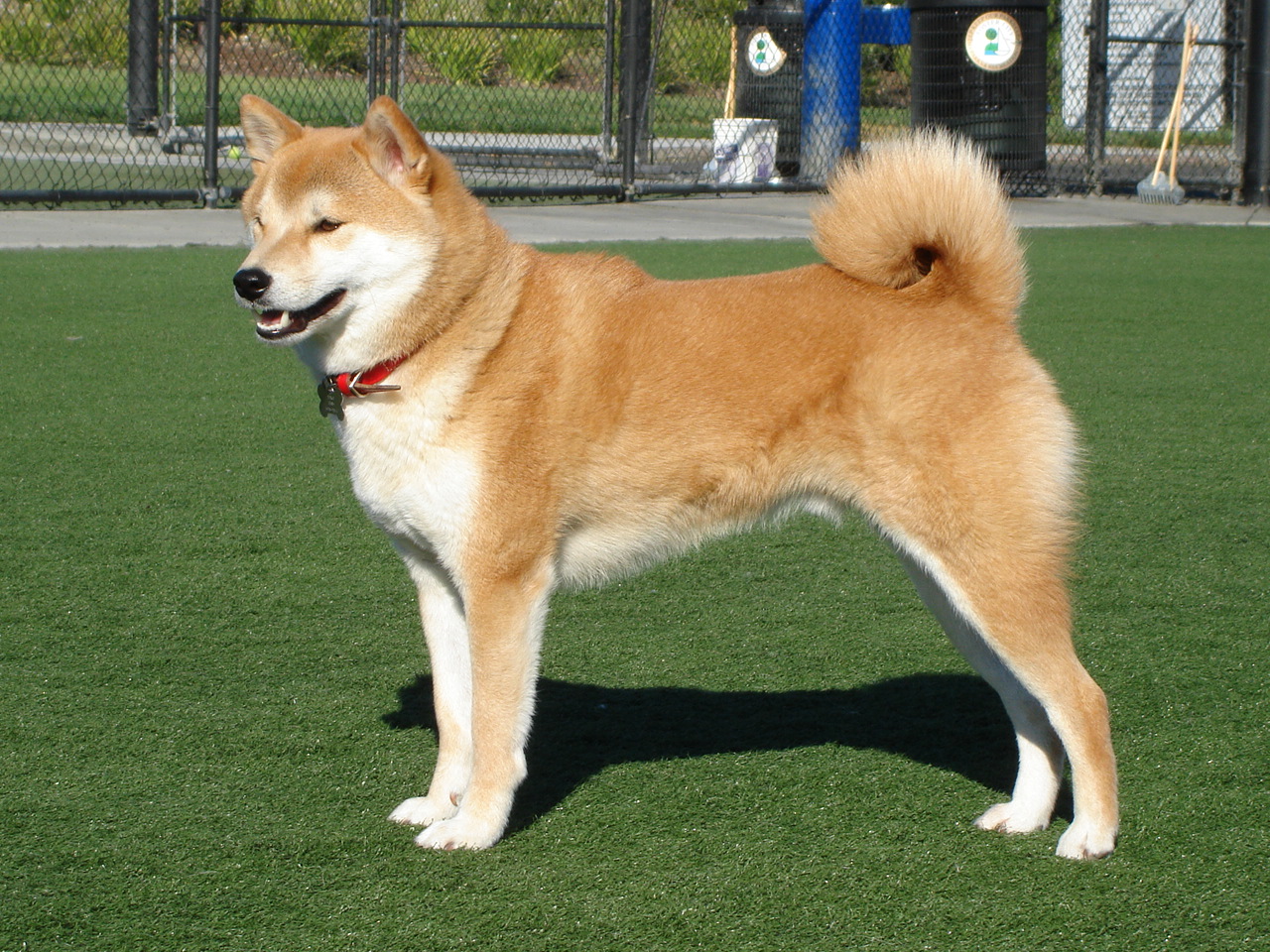 Puppy Akita Dog Akita Dog Breed American Akita Dog