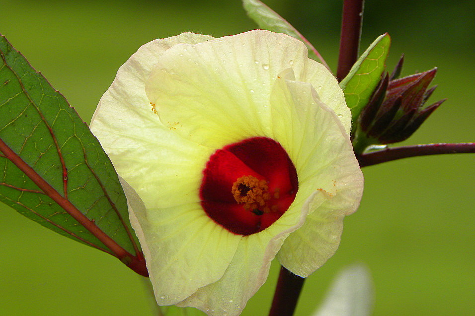 Ubobo Flowers: Rosella