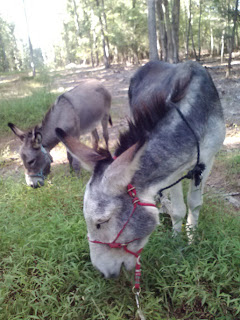 donkeys eat weeds