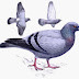 Klasifikasi Merpati (Columba livia) thumbnail