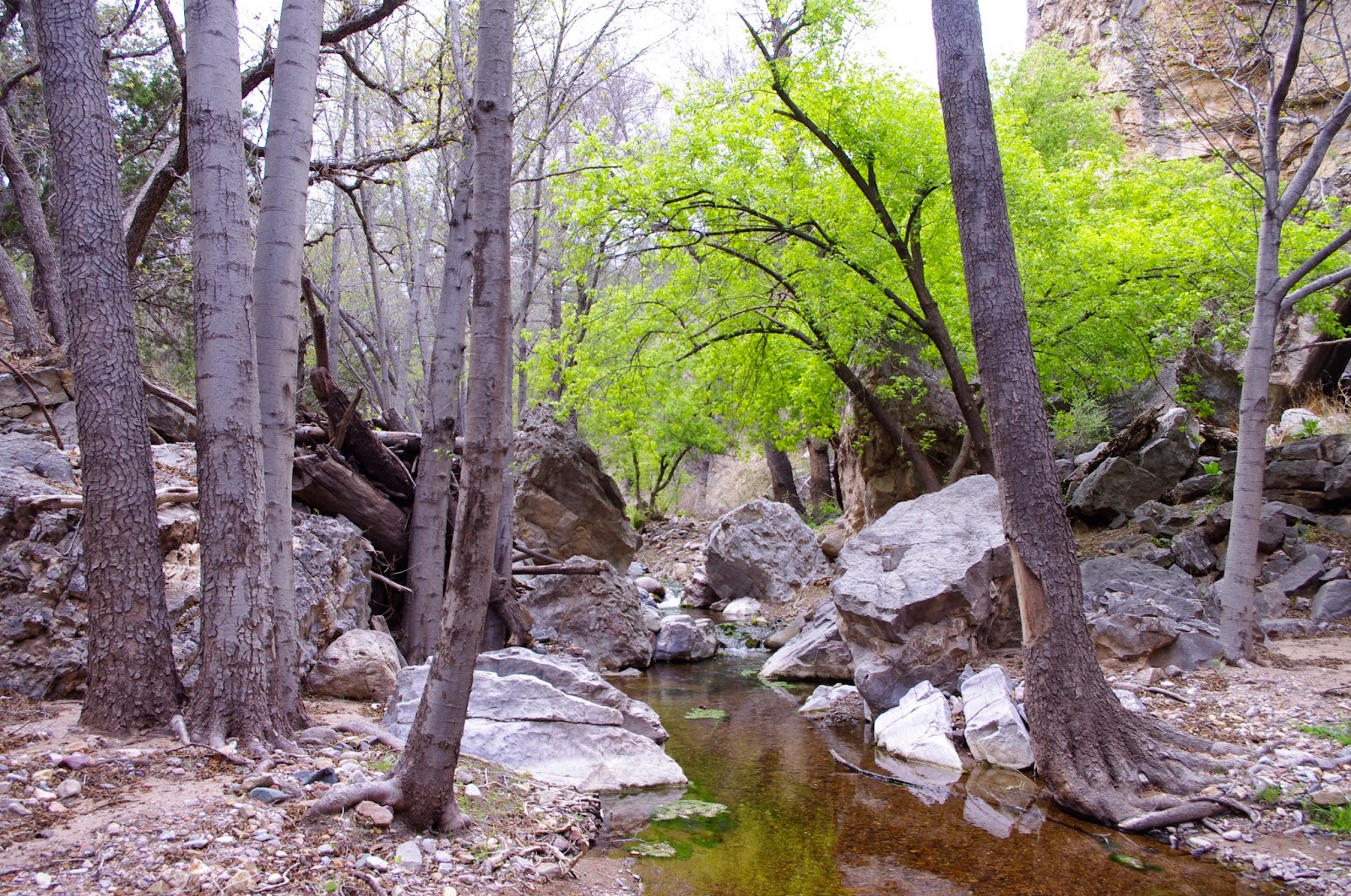 Southern New Mexico Explorer Mineral Creek, North Percha Creek Hike