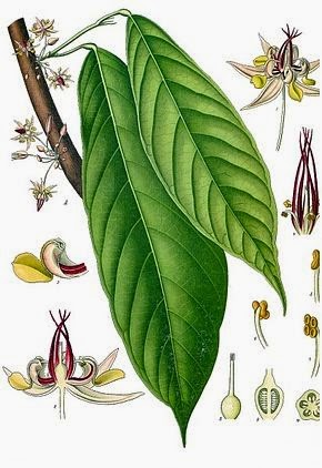 cacao cacao