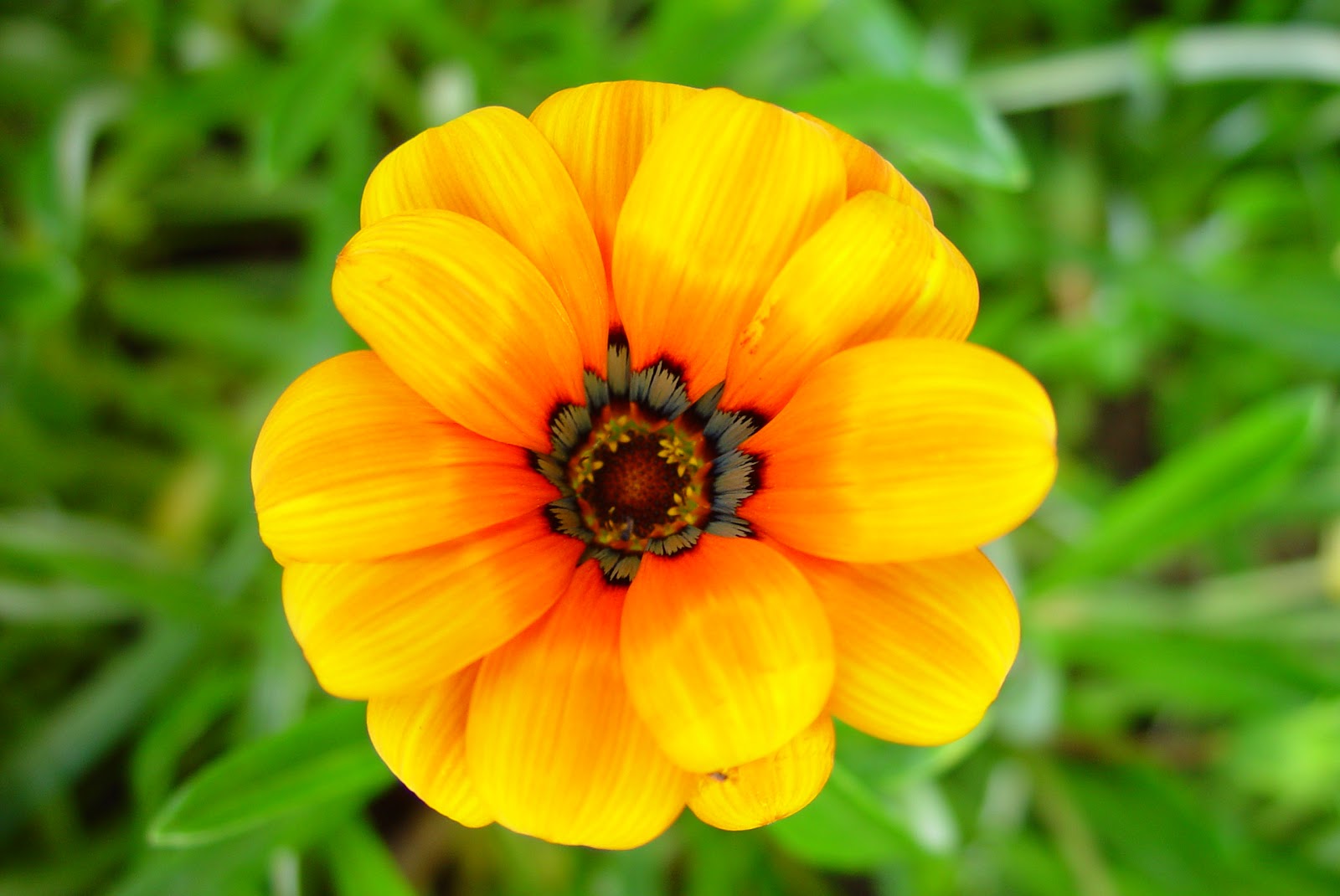 world flowers flowers and plants world flowers flowers and plants