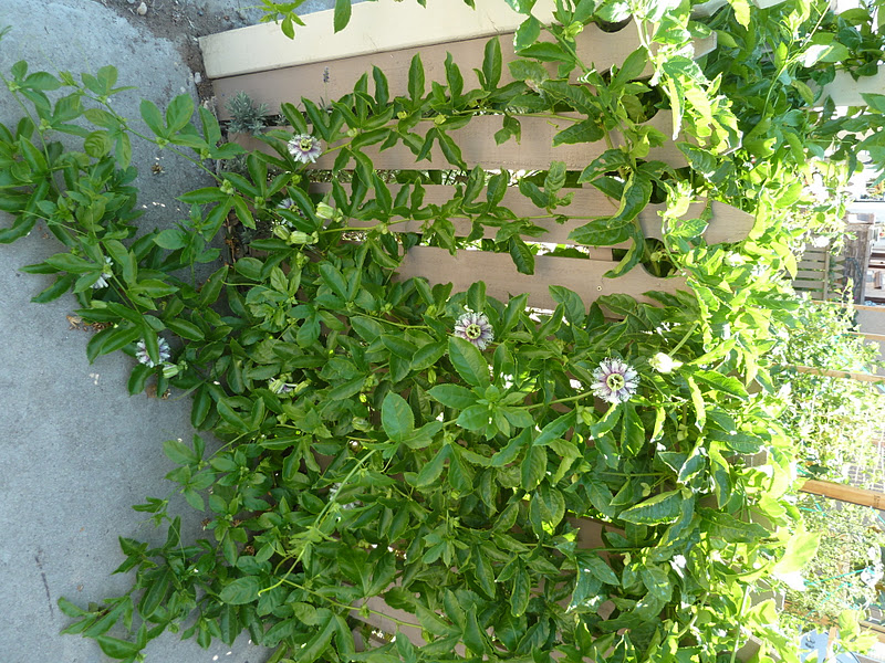 Gidget's Garden Garden plants that help you relax