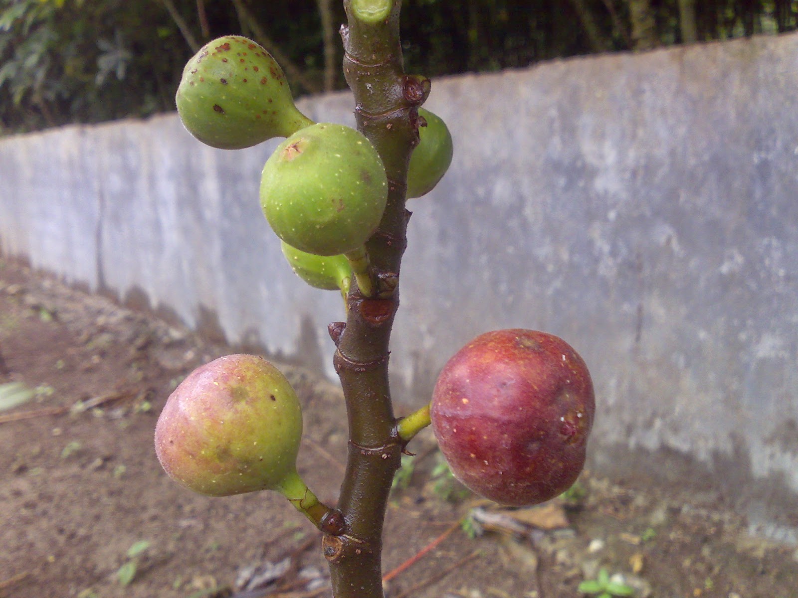 bibit tanaman buah unggul tamora unggul nursery bibit bibit tanaman buah unggul tamora unggul nursery bibit