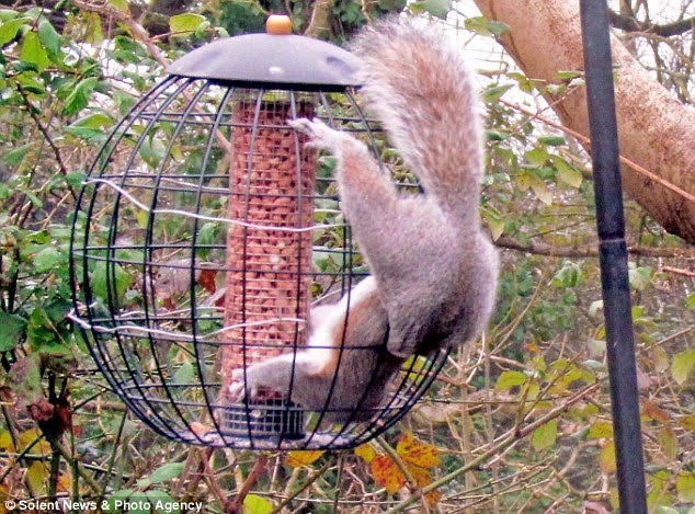 dailypetfwd better luck next time bird lovers mission dailypetfwd better luck next time bird lovers mission