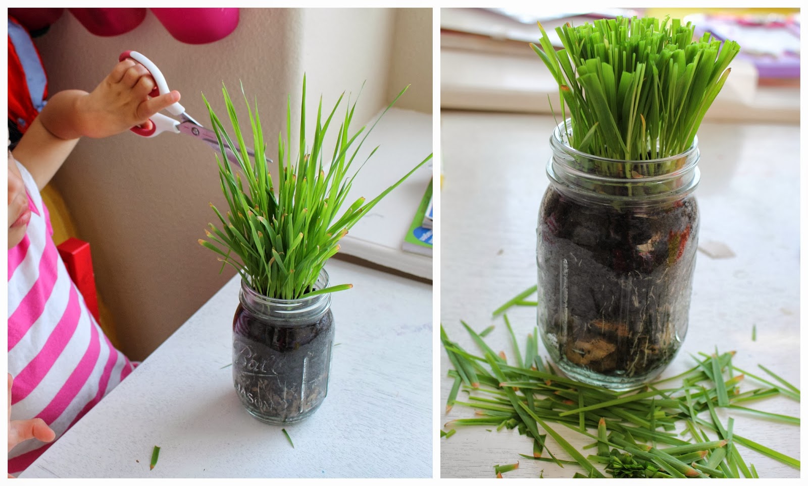 Make it Cozee Growing Plants/Grass in a Mason Jar Make it Cozee Growing Plants/Grass in a Mason Jar