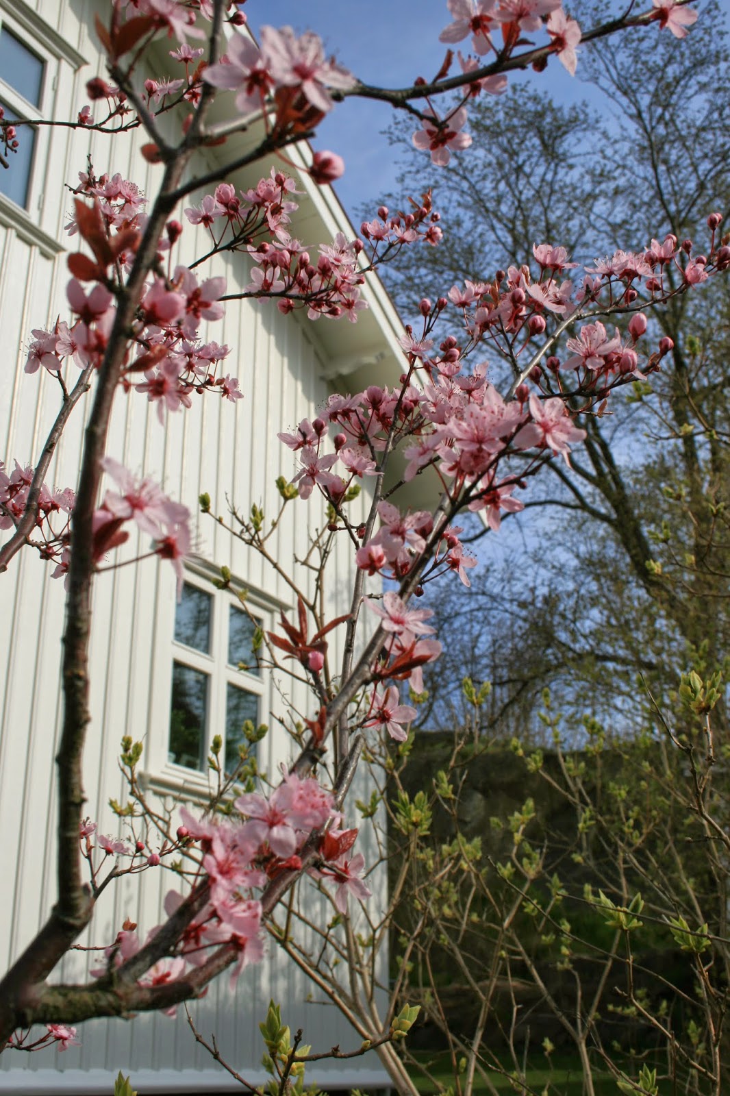 blodplommon prunus ceracifiera 'nigra'