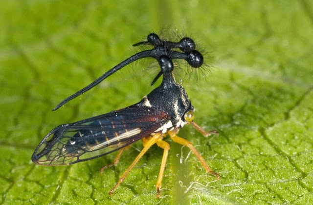 Treehopper Brasil, atau Bocydium globulare Treehopper Brasil, atau Bocydium globulare
