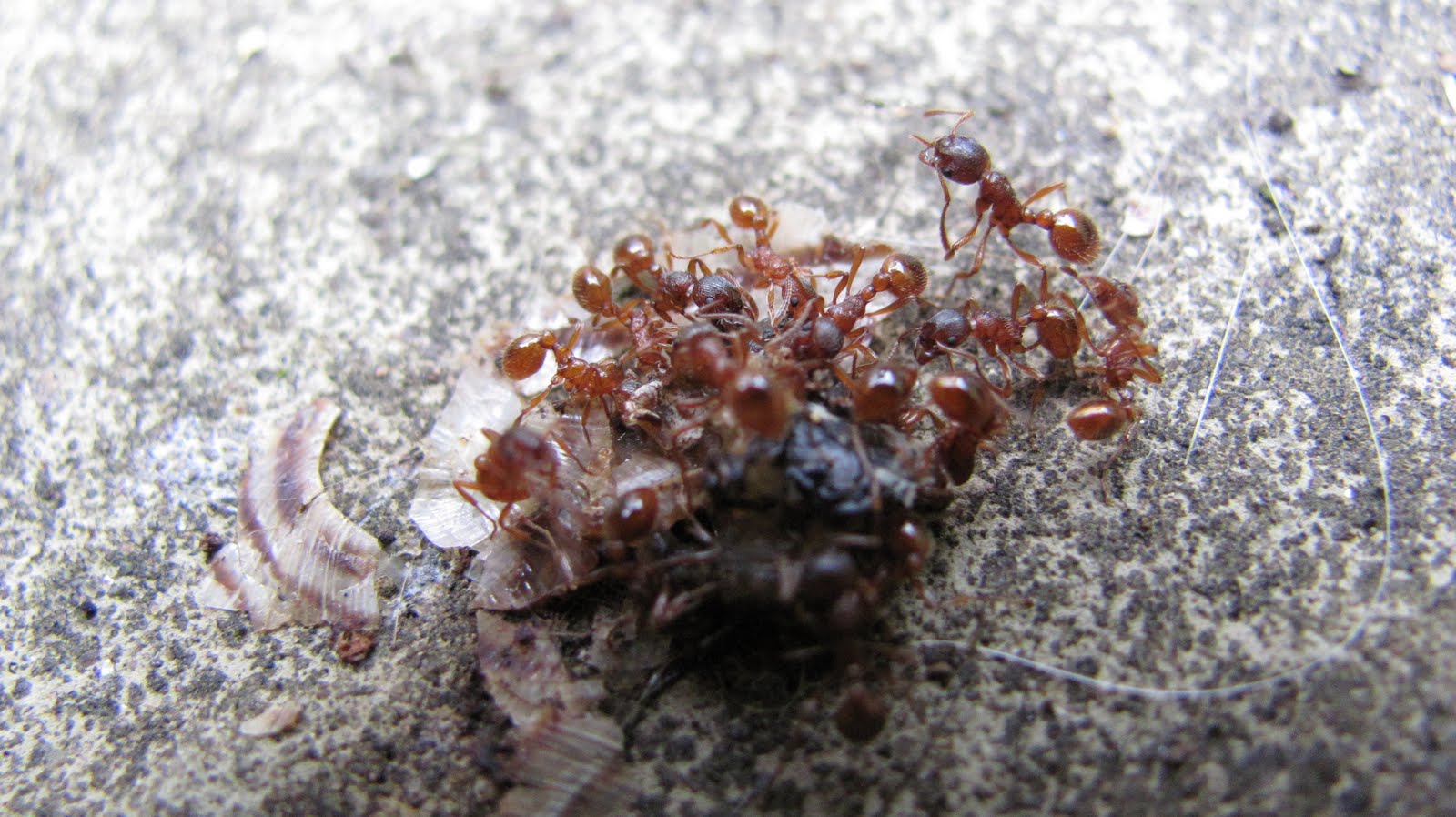 Tales from a tiny garden Red Ants!