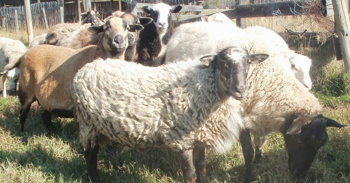 Baa Ram Ewe Sheep Selling Lambs via Private Sales