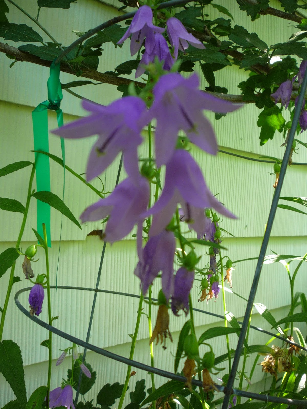 Vermont backyard flowers, July 2014 South Burlington, Vermont Photos