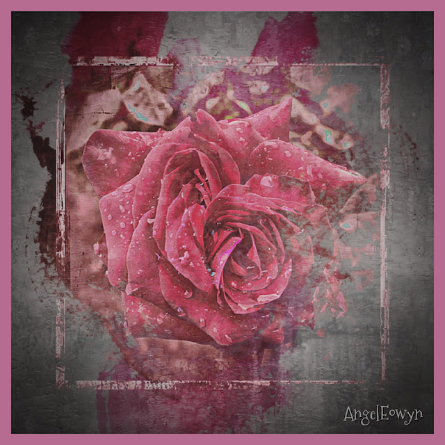 Pink Rose BotanischerGarten_0693