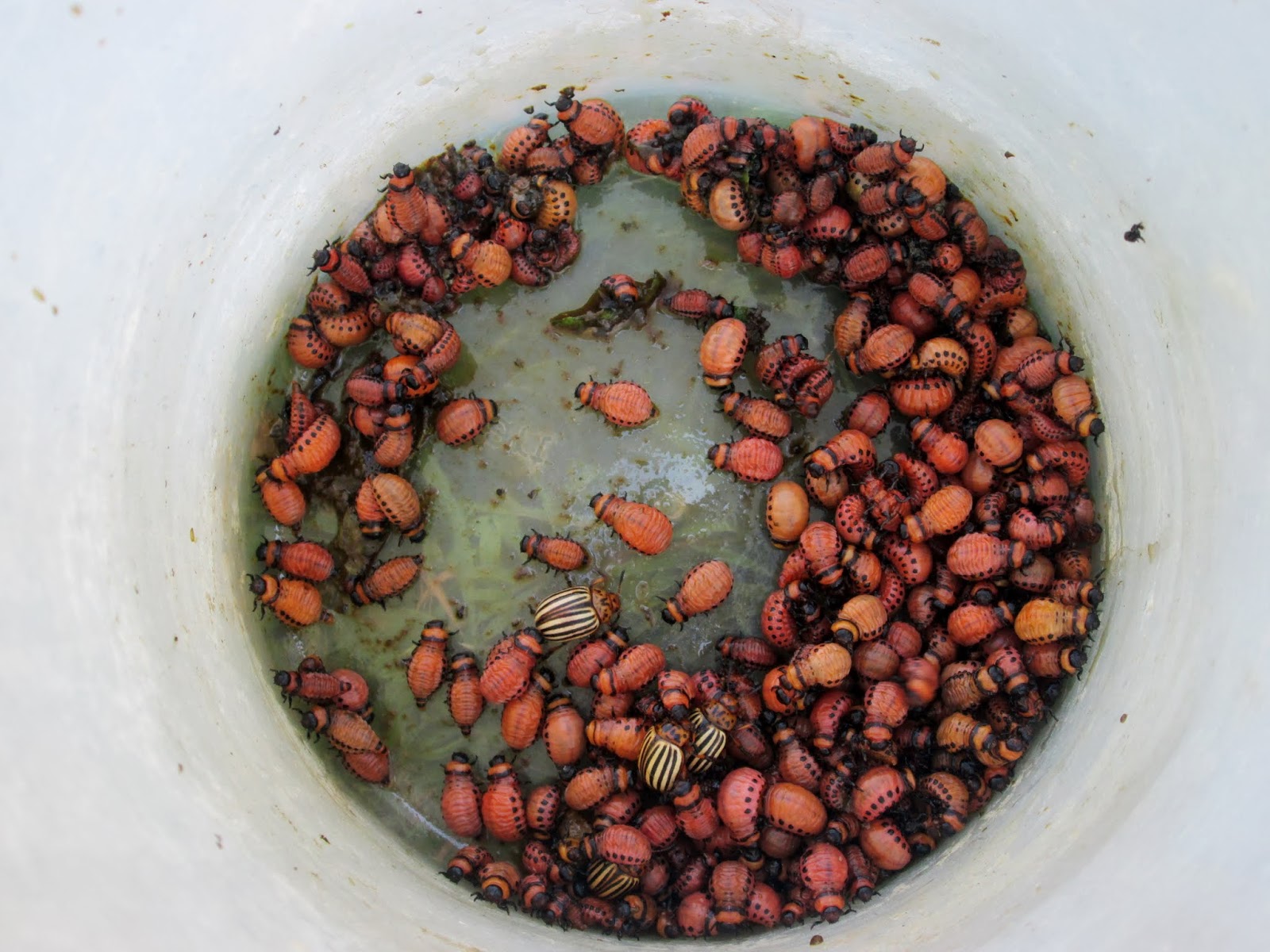 Dwyer's Farmhouse Potato Bugs