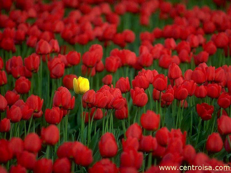 Fiore di maggio
