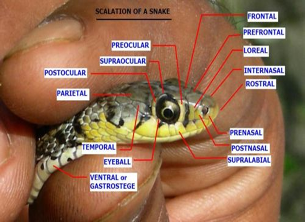 Snake Bites Types,Diagnosis and ManagementMedical Lecture Note