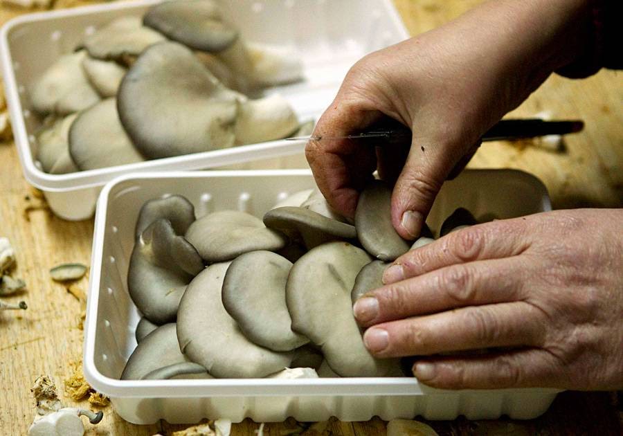 Missile Hangars for growing Mushrooms in Belarus Missile Hangars for growing Mushrooms in Belarus