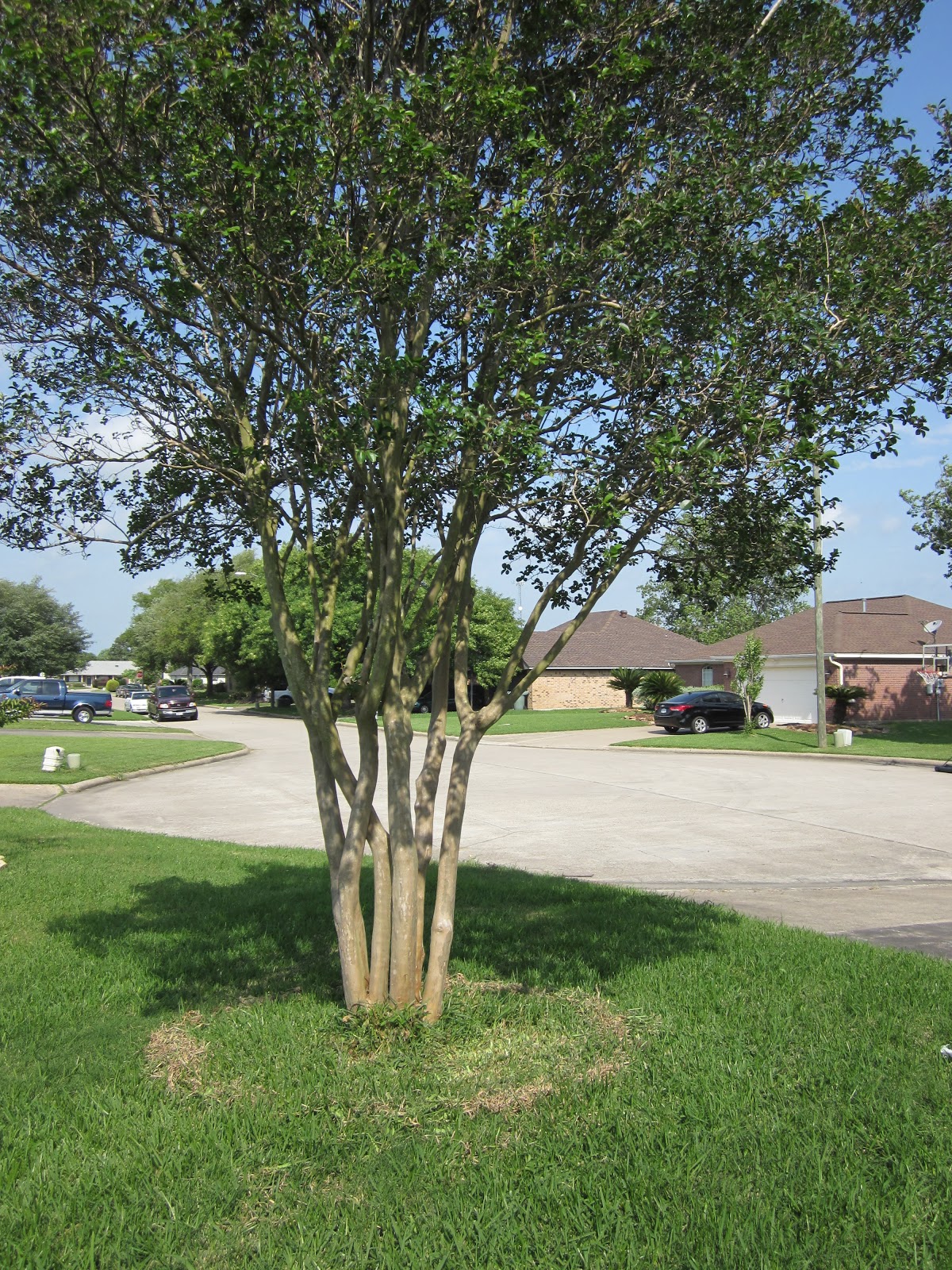 Small Steps, Big Changes: Weekend Project Update: Front Yard Complete!!
