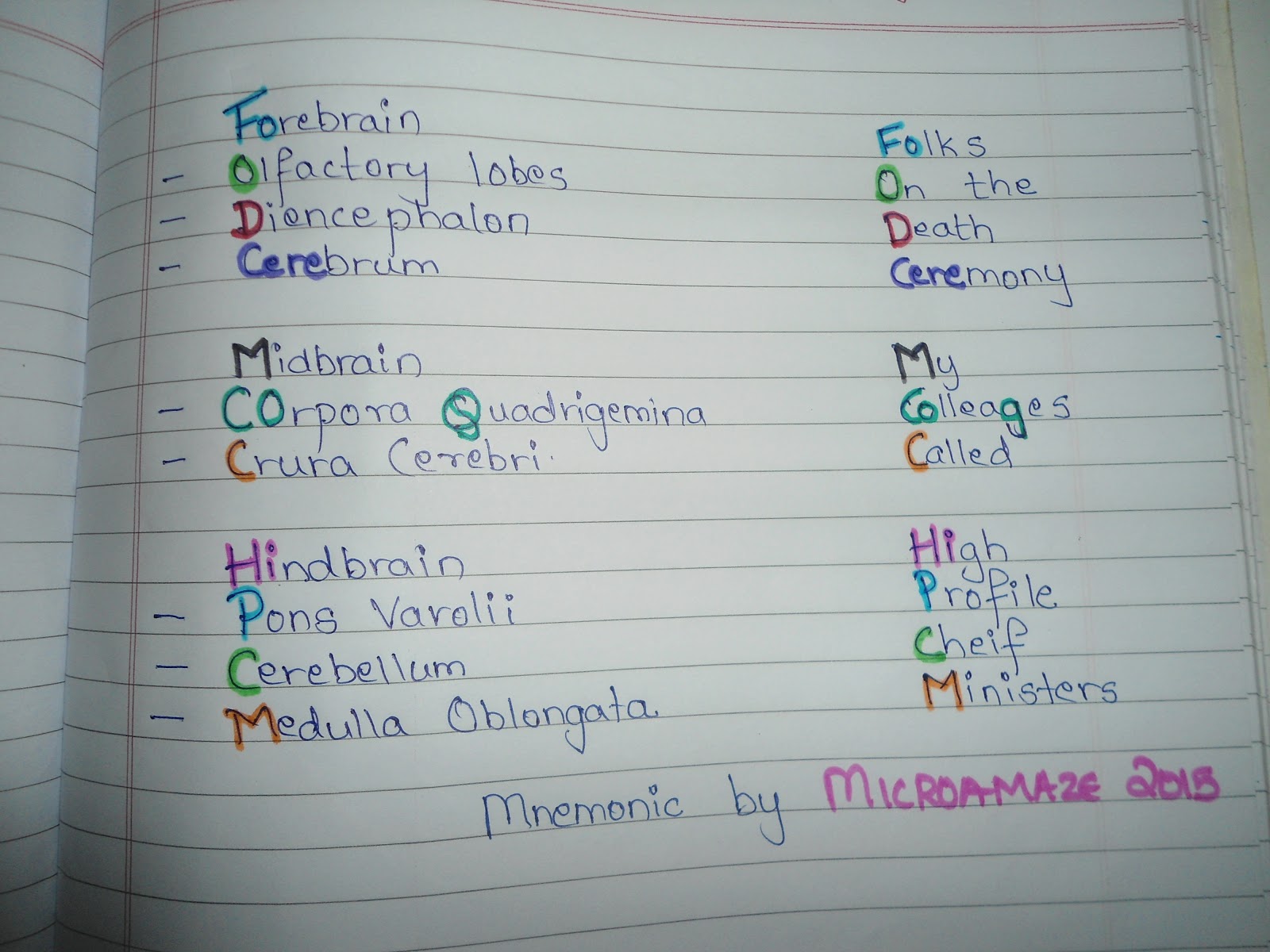 Microamaze Parts of Brain (Encephalon)