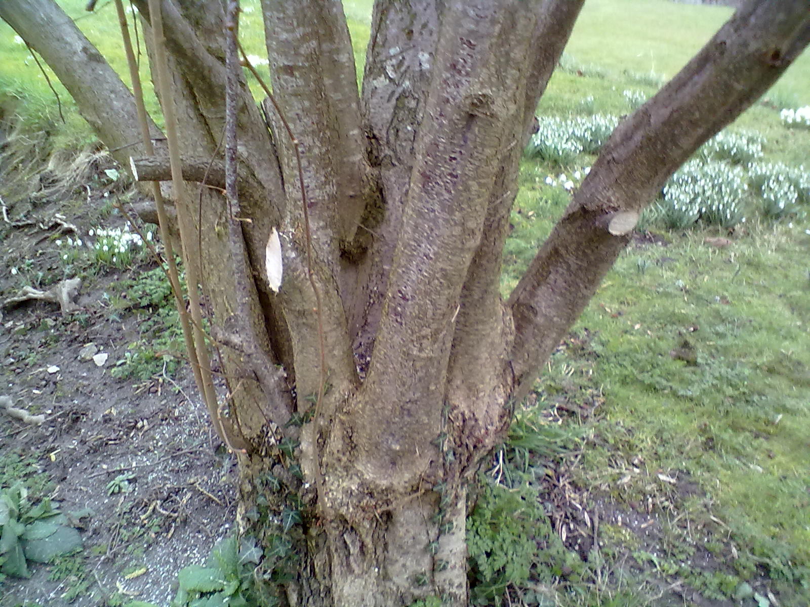 Rachel the Gardener Renovating an overgrown Hazel