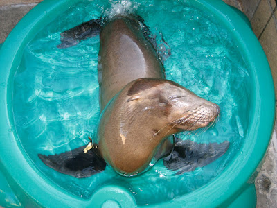 happy+seal - Volunteering - Kindness Matters