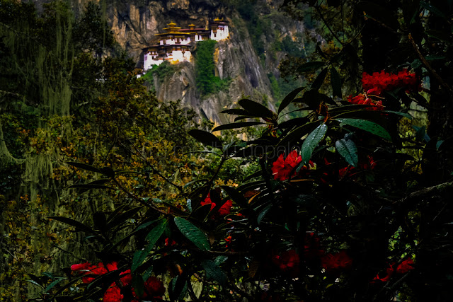 Paro Taktsang / Tiger's Nest Monastery Paro Taktsang / Tiger's Nest Monastery