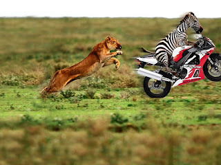 Funny Wallpapers for Desktop