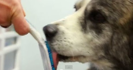 Remedy For Dogs With Soreness Behind Ears Near Throat Remedy For Dogs With Soreness Behind Ears Near Throat